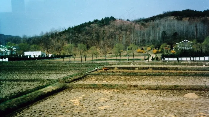 韩国-在通往水原的路上-农夫用稻谷肉牛-1985年4月16日