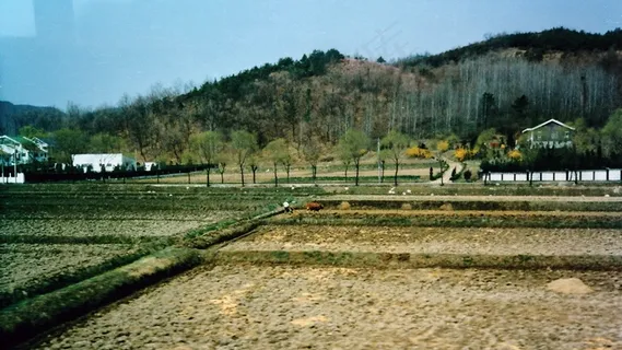 韩国-在通往水原的路上-农夫用稻谷肉牛-1985年4月16日