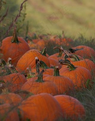 对于所有希望一年365天万圣节的小巫婆和妖精！请访问Halloweenietime.tumblr.com访问我，我会关注！