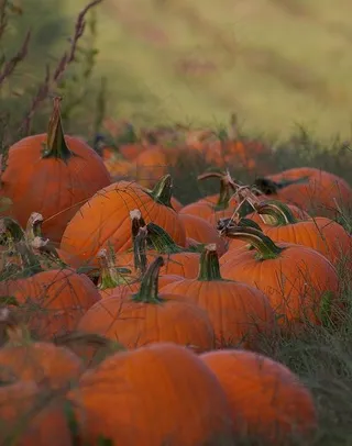对于所有希望一年365天万圣节的小巫婆和妖精！请访问Halloweenietime.tumblr.com访问我，我会关注！