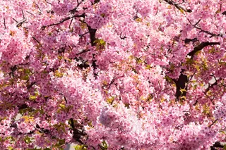 日本樱花,云南樱花,晚樱,樱花树,榆叶梅,樱