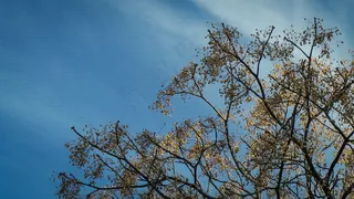 树,天空,树枝,枯枝,秃树,春天的天空