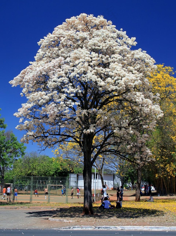 伊本·布兰科（Tabebuia roseoalba）