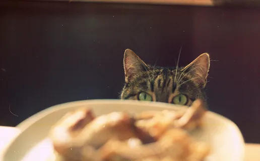 狸花猫,猫,豹猫,画刷,四川简州猫,饿猫