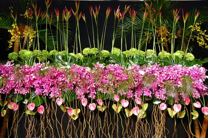 花卉,蝴蝶兰,自然公园,年宵花,花卉业,2013墨尔本国际花卉展览会