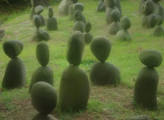 木瓜树,芒果树,芒果,木瓜,海南芒果,不露面