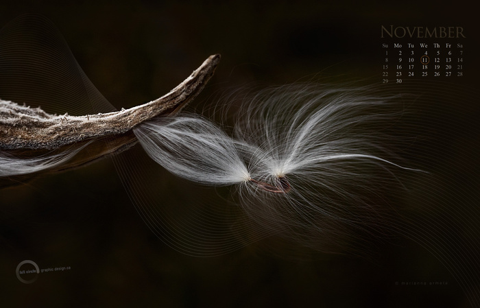 蓟花,琴鸟,麻绳,羽毛笔,十字架,2015年11月-PC