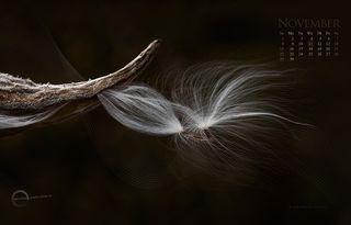 蓟花,琴鸟,麻绳,羽毛笔,十字架,2015年11月-PC