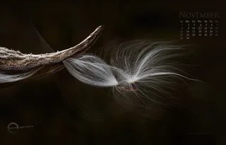 蓟花,琴鸟,麻绳,羽毛笔,十字架,2015年11月-PC