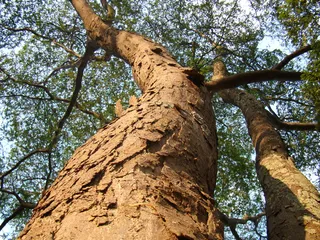 西比皮鲁纳（Caesalpinia peltophoroides）Ceret圣保罗。巴西本土树