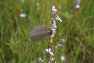 永远不要害怕坐下来思考。 〜洛林·汉斯伯里（Lorraine Hansberry），阳光下的葡萄干