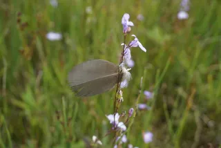 永远不要害怕坐下来思考。 〜洛林·汉斯伯里（Lorraine Hansberry），阳光下的葡萄干
