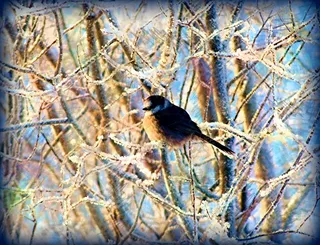 寒冷的小北方山雀