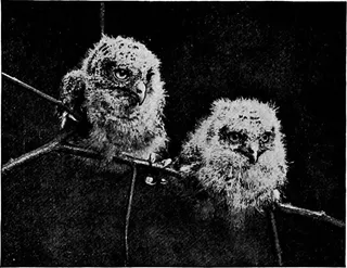 图片来自“动物快照及其制作方法”（第1905页）的第329页