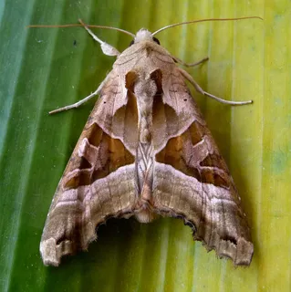 昆虫类,夜蛾,虫子,螟蛾,蘑菇,角阴影。细叶石楠