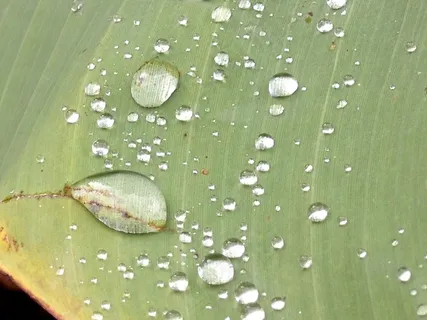 恶霸滴 恶霸滴