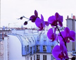 蝴蝶兰,仙客来,花卉,扁豆花,非洲紫罗兰,埃斯卡皮奥酒店