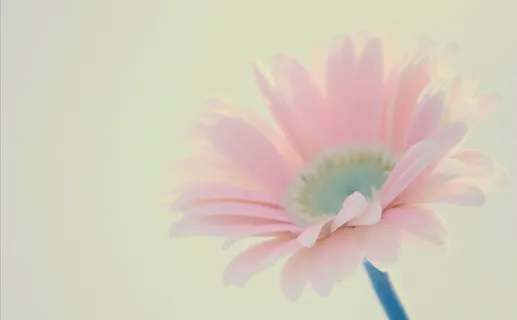 花卉,扶郎,工笔画,荷花,韭兰,女孩