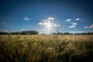 芦花,麦田,草原,天空,芦苇,花卉