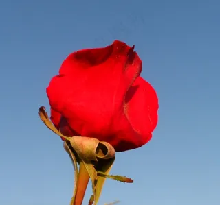 玫瑰,玫瑰花蕾,玫瑰花,花卉,火龙果,玫瑰花蕾对蓝蓝的天空