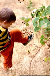 它不是空手道或功夫，而是他的黑莓采摘技术-_MG_0832