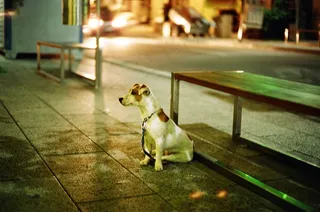 小狗,地板砖,地铁,屏幕截图,工艺品,杰克罗素