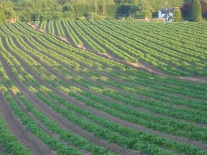 龙脊梯田,茶地,草原,茶叶,耕地,马铃薯田