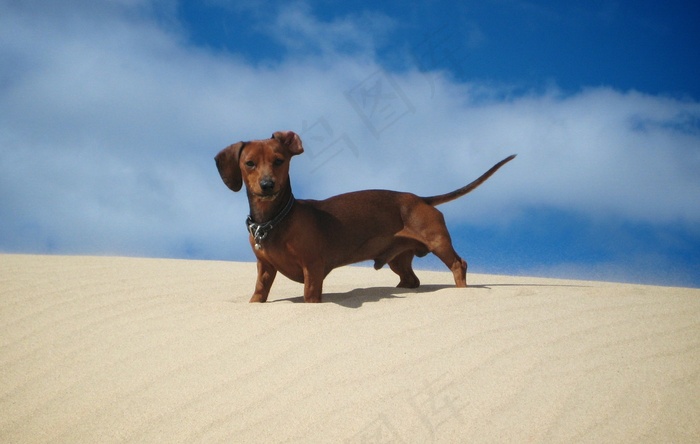 弗里茨在沙丘上