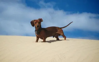 弗里茨在沙丘上