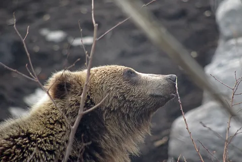 埃佐·布朗熊 埃佐·布朗熊