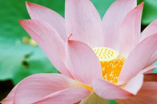 荷花,莲花,映日荷花,出水莲花,荷莲,夏季礼物