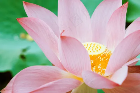 荷花,莲花,映日荷花,出水莲花,荷莲,夏季礼物 荷花,莲花,映日荷花,出水莲花,荷莲,夏季礼物