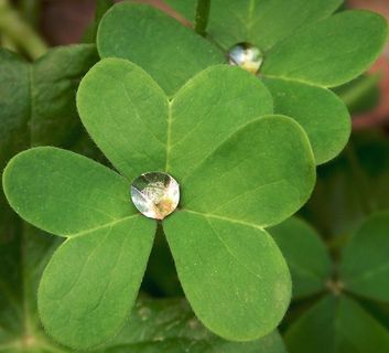 幸运草,四叶草,田字草,三叶草,白三叶,我的花园里闪闪发光的珠宝