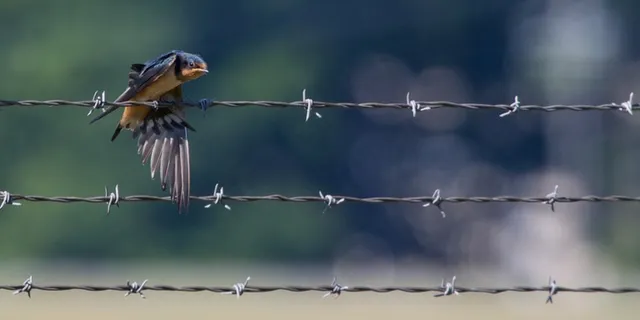 奥杜邦的开端？