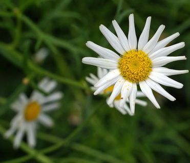 大滨菊,小白菊,白晶菊,田春黄菊,雏菊,赠送给你