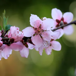 桃花盛开,榆叶梅,美人梅,郁李,晚樱,杏仁 桃花盛开,榆叶梅,美人梅,郁李,晚樱,杏仁