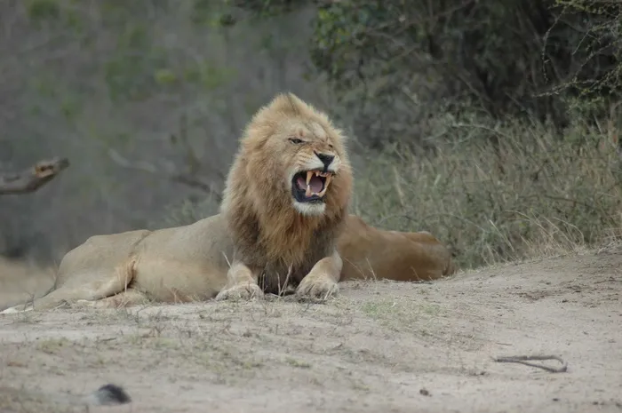 狮子,小狗,脊椎动物,鸟类,猫,lion_roaring_1