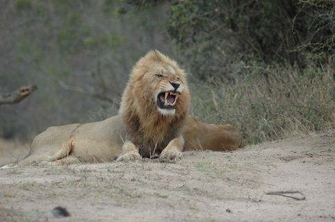 狮子,小狗,脊椎动物,鸟类,猫,lion_roaring_1