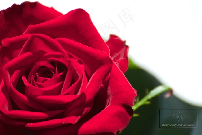 玫瑰,玫瑰花,月月红,红玫瑰,红色玫瑰,罗莎