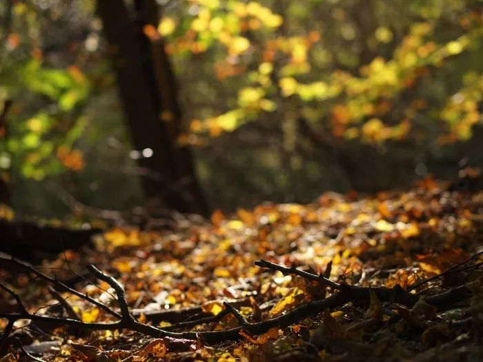 枫树,桂林海洋银杏,山峦,银杏树,银杏,森林地板