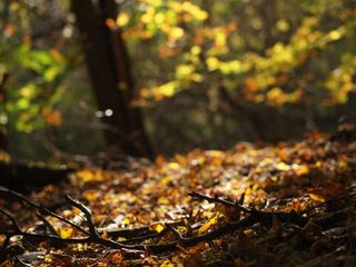 枫树,桂林海洋银杏,山峦,银杏树,银杏,森林地板