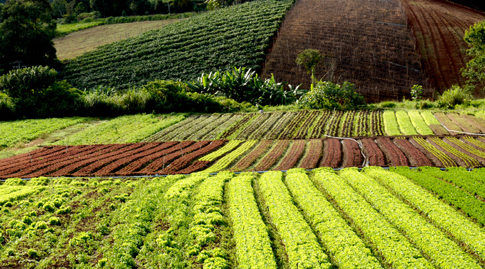 茶地,龙脊梯田,茶叶,茶叶树,茶山,Hortaliças-降级