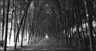 法国Marly-le-Roi蔬菜隧道