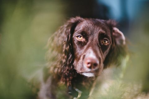 狗,史宾格犬,卡通动漫人物,屏幕截图,27/30从迷迭香出来（30天的鼠尾草）