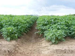 树,盆栽植物,葡萄苗,大豆,苗圃场,马铃薯田