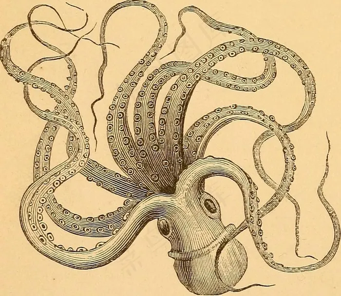 图片来自“海洋奇观：海边的同伴”（1879年）第87页