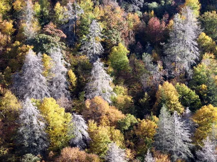 俯瞰墓地的景色Blue Ridge Pkwy NC 9946 俯瞰墓地的景色Blue Ridge Pkwy NC 9946