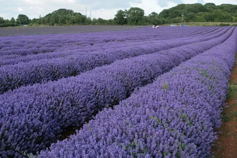紫色薰衣草,薰衣草,花海,熏衣草,羽叶薰衣草,诺福克薰衣草10-07-2010