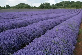紫色薰衣草,薰衣草,花海,熏衣草,羽叶薰衣草,诺福克薰衣草10-07-2010