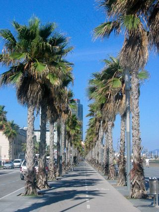 椰子树,街道,海枣,海洋,棕榈,2006年巴塞罗那